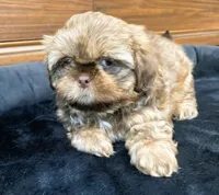 Easton, a male Shih Tzu for sale in Franklin Park, IL – 2 of 5
