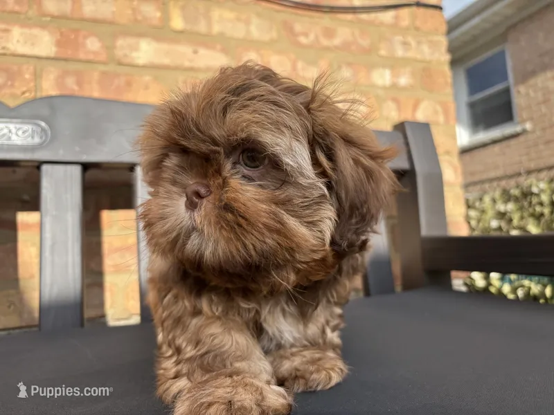 Easton – Shih Tzu puppy for sale in Franklin Park, IL