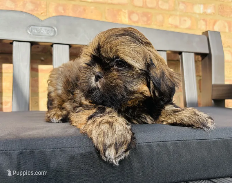 Weston – Shih Tzu puppy for sale in Franklin Park, IL