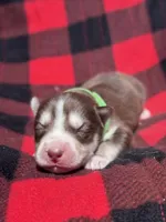 CKC (GREEN) Blue eyes MALE, a male Siberian Husky for sale in Somerset, PA – 2 of 7