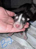CKC (YELLOW) Blue eyes MALE, a male Siberian Husky for sale in Somerset, PA – 7 of 7