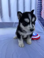 CKC (YELLOW) Blue eyes MALE, a male Siberian Husky for sale in Somerset, PA – 5 of 7