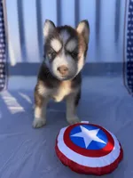 CKC (PURPLE) Blue eyes FEMALE, a female Siberian Husky for sale in Somerset, PA – 3 of 7