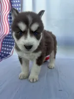 CKC (PINK) Blue eyes FEMALE, a female Siberian Husky for sale in Somerset, PA – 2 of 7