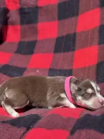 CKC (PINK) Blue eyes FEMALE, a female Siberian Husky for sale in Somerset, PA – 5 of 7