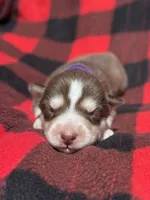 CKC (PURPLE) Blue eyes FEMALE, a female Siberian Husky for sale in Somerset, PA – 6 of 7