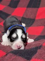 CKC (BLUE) Blue eyes MALE, a male Siberian Husky for sale in Somerset, PA – 2 of 7