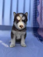 CKC (PURPLE) Blue eyes FEMALE, a female Siberian Husky for sale in Somerset, PA – 2 of 7