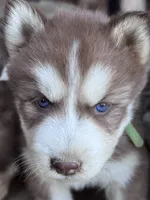 CKC (GREEN) Blue eyes MALE, a male Siberian Husky for sale in Somerset, PA – 6 of 7
