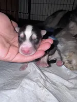 CKC (BLUE) Blue eyes MALE, a male Siberian Husky for sale in Somerset, PA – 7 of 7