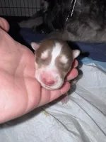 CKC (PURPLE) Blue eyes FEMALE, a female Siberian Husky for sale in Somerset, PA – 7 of 7