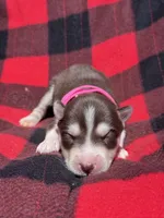CKC (PINK) Blue eyes FEMALE, a female Siberian Husky for sale in Somerset, PA – 6 of 7
