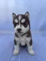 CKC (RED) Blue eyes MALE, a male Siberian Husky for sale in Somerset, PA – 2 of 6