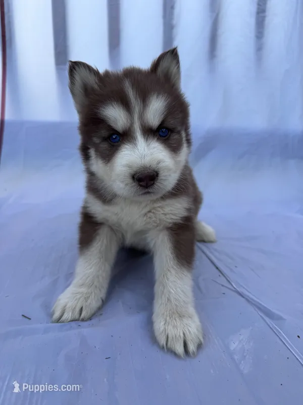 CKC (GREEN) Blue eyes MALE – Siberian Husky puppy for sale in Somerset, PA