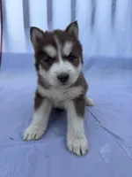 CKC (GREEN) Blue eyes MALE, a male Siberian Husky for sale in Somerset, PA – 1 of 7