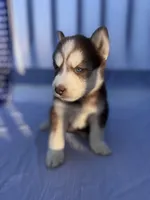 CKC (PURPLE) Blue eyes FEMALE, a female Siberian Husky for sale in Somerset, PA – 4 of 7
