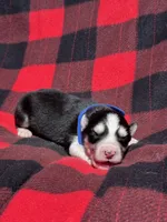 CKC (BLUE) Blue eyes MALE, a male Siberian Husky for sale in Somerset, PA – 6 of 7