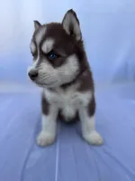 CKC (RED) Blue eyes MALE, a male Siberian Husky for sale in Somerset, PA – 3 of 6