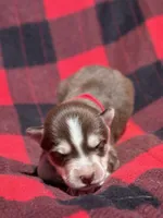 CKC (RED) Blue eyes MALE, a male Siberian Husky for sale in Somerset, PA – 5 of 6