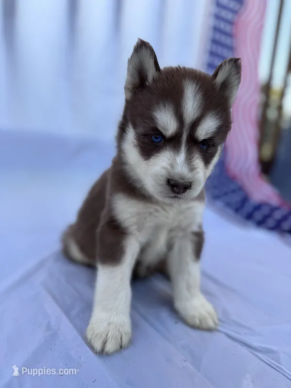 CKC (RED) Blue eyes MALE – Siberian Husky puppy for sale in Somerset, PA