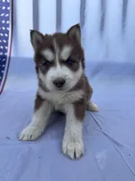 CKC (GREEN) Blue eyes MALE, a male Siberian Husky for sale in Somerset, PA – 7 of 7