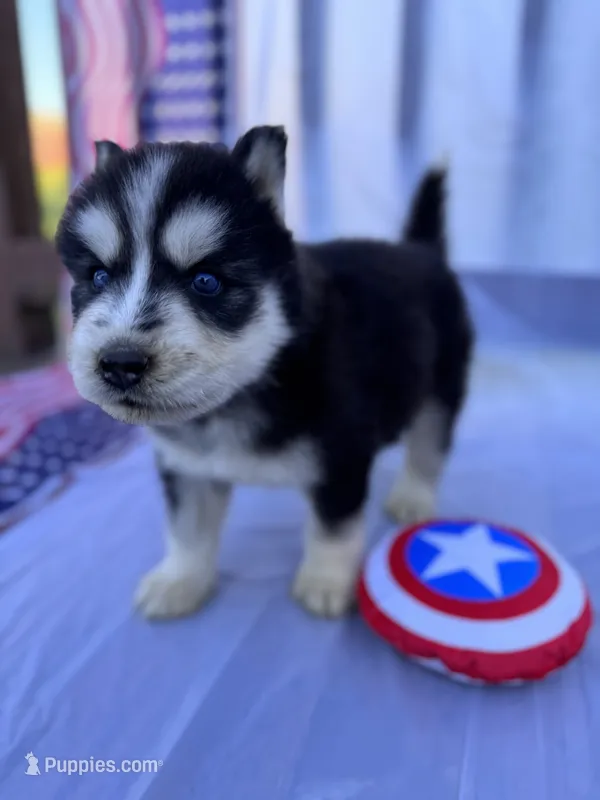 CKC (YELLOW) Blue eyes MALE – Siberian Husky puppy for sale in Somerset, PA