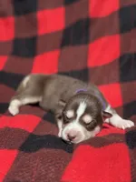 CKC (PURPLE) Blue eyes FEMALE, a female Siberian Husky for sale in Somerset, PA – 5 of 7
