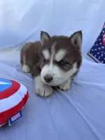 CKC (GREEN) Blue eyes MALE, a male Siberian Husky for sale in Somerset, PA – 5 of 7