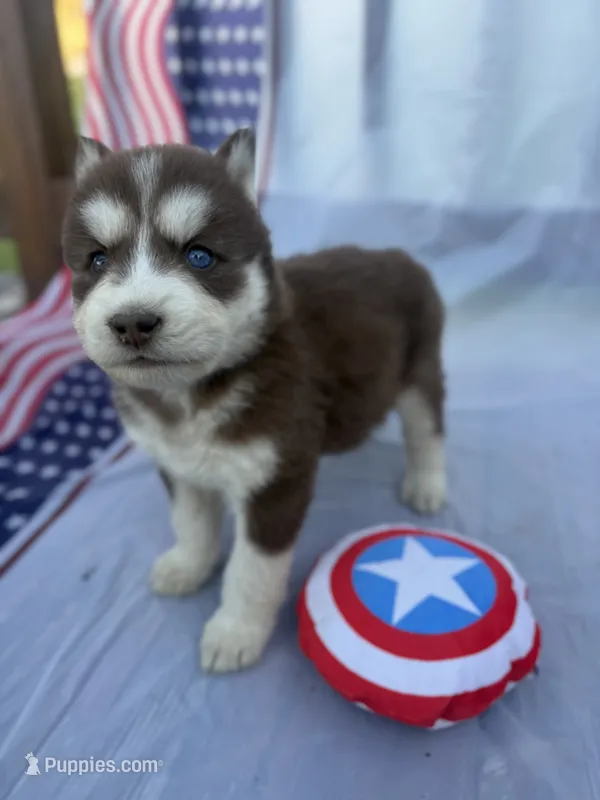 CKC (PINK) Blue eyes FEMALE – Siberian Husky puppy for sale in Somerset, PA