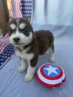 CKC (PINK) Blue eyes FEMALE, a female Siberian Husky for sale in Somerset, PA – 1 of 7