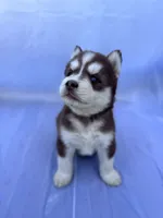 CKC (RED) Blue eyes MALE, a male Siberian Husky for sale in Somerset, PA – 4 of 6