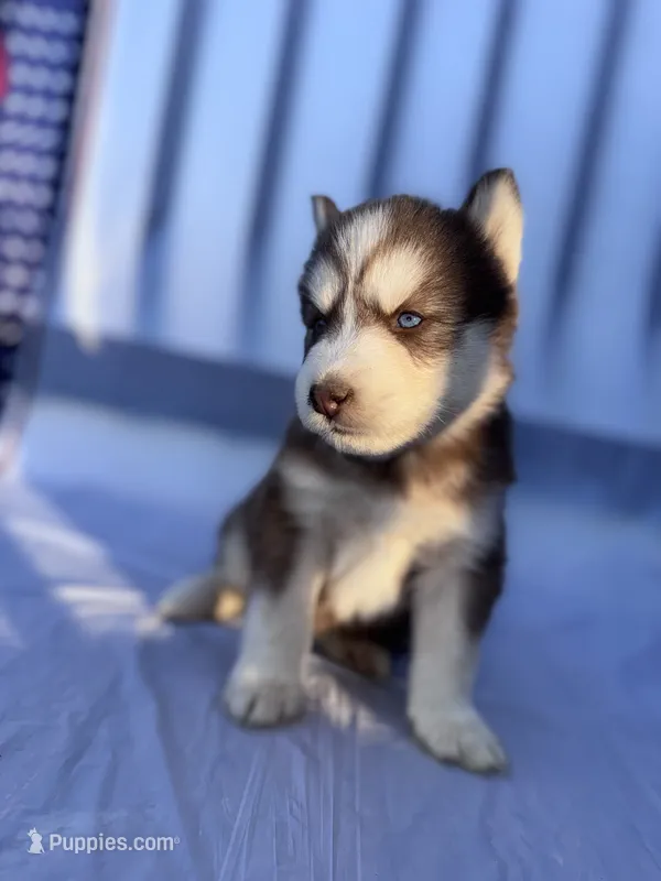 CKC (PURPLE) Blue eyes FEMALE – Siberian Husky puppy for sale in Somerset, PA