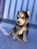 CKC (PURPLE) Blue eyes FEMALE, a female Siberian Husky for sale in Somerset, PA – 1 of 7