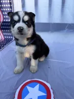 CKC (BLUE) Blue eyes MALE, a male Siberian Husky for sale in Somerset, PA – 5 of 7