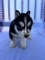 CKC (YELLOW) Blue eyes MALE, a male Siberian Husky for sale in Somerset, PA – 3 of 7