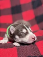 CKC (GREEN) Blue eyes MALE, a male Siberian Husky for sale in Somerset, PA – 4 of 7