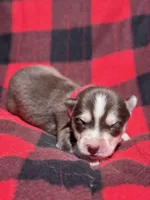 CKC (RED) Blue eyes MALE, a male Siberian Husky for sale in Somerset, PA – 6 of 6