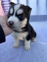 CKC (BLUE) Blue eyes MALE, a male Siberian Husky for sale in Somerset, PA – 4 of 7
