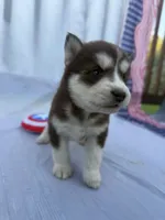CKC (PINK) Blue eyes FEMALE, a female Siberian Husky for sale in Somerset, PA – 3 of 7