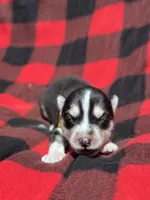 CKC (YELLOW) Blue eyes MALE, a male Siberian Husky for sale in Somerset, PA – 6 of 7