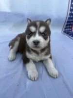 CKC (PINK) Blue eyes FEMALE, a female Siberian Husky for sale in Somerset, PA – 4 of 7