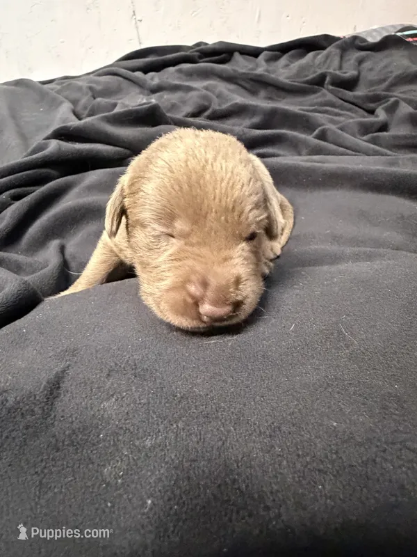Black collar  – Labrador Retriever puppy for sale in Valley Center, CA
