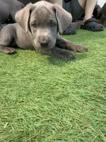 Pink collar , a female Labrador Retriever for sale in Valley Center, CA – 9 of 9