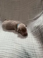 Light blue collar , a male Labrador Retriever for sale in Valley Center, CA – 3 of 3