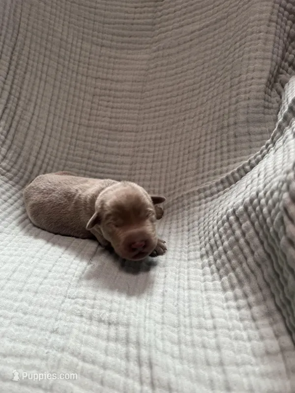 Light blue collar  – Labrador Retriever puppy for sale in Valley Center, CA