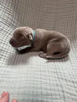 Light blue collar , a male Labrador Retriever for sale in Valley Center, CA – 2 of 3