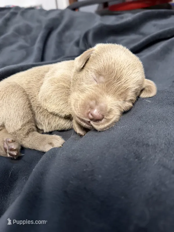Purple collar  – Labrador Retriever puppy for sale in Valley Center, CA