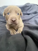 Light blue collar , a male Labrador Retriever for sale in Valley Center, CA – 10 of 10