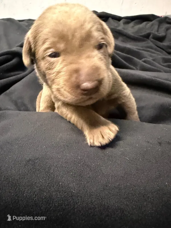 Pink collar  – Labrador Retriever puppy for sale in Valley Center, CA