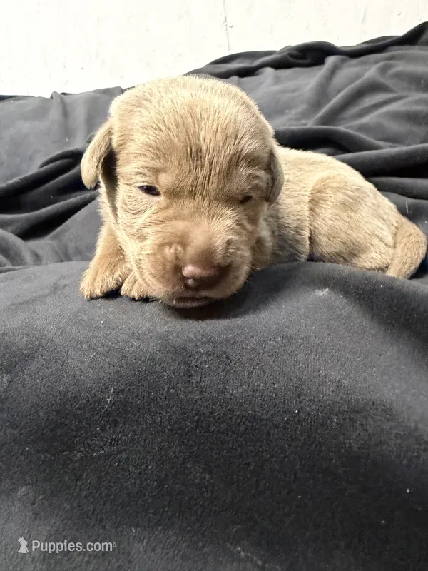 Teal collar – Labrador Retriever puppy for sale in Valley Center, CA